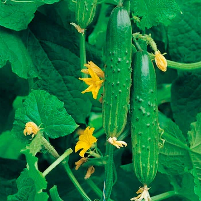 Семена партенокарпического огурца «Апрельский F1» 10 семян