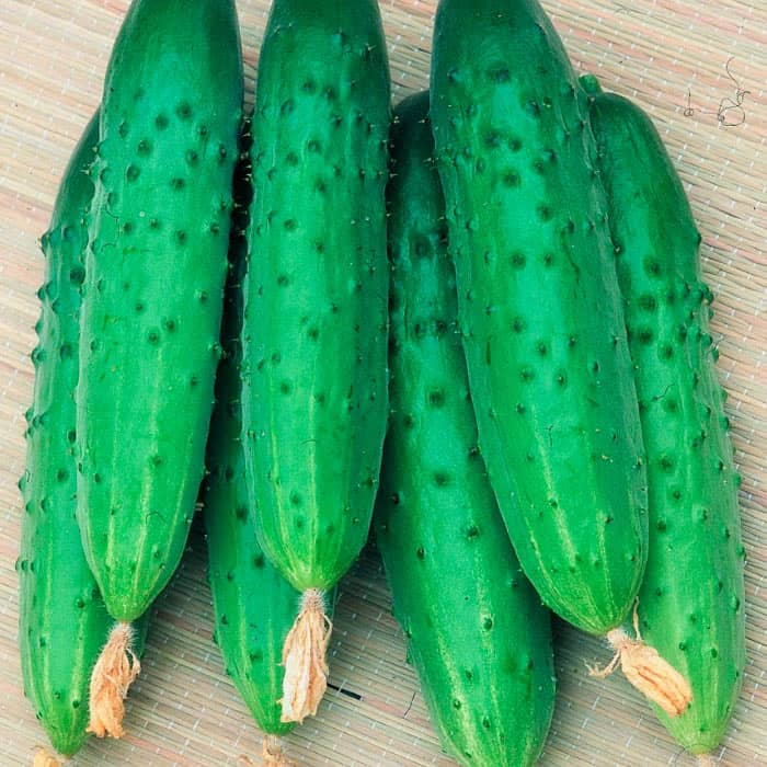 Семена партенокарпического огурца «Апрельский F1» 10 семян