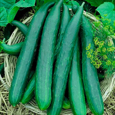Семена партенокарпического огурца «Китайское чудо» 0,5 г