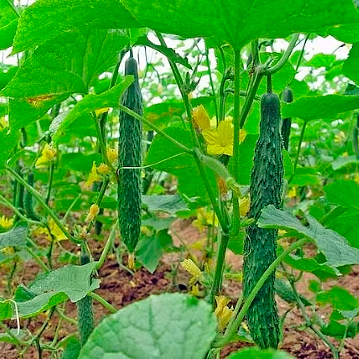 Семена партенокарпического огурца «Китайское чудо» 0,5 г