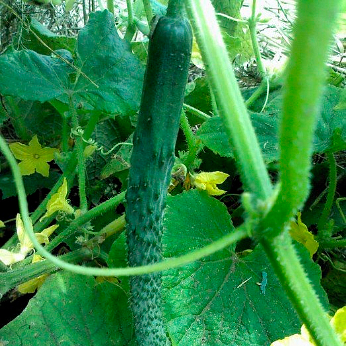 Семена партенокарпического огурца «Китайское чудо» 0,5 г