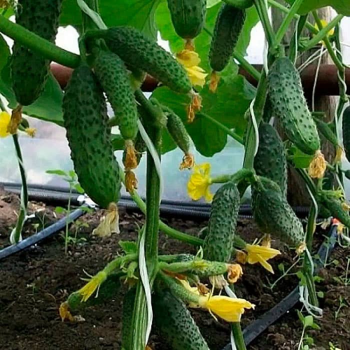 Семена партенокарпического огурца «Меренга F1» 10 семян