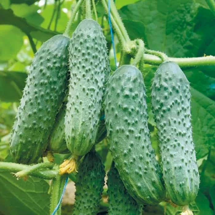 Семена партенокарпического огурца «Меренга F1» 10 семян