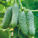 Семена партенокарпического огурца «Меренга F1» 10 семян
