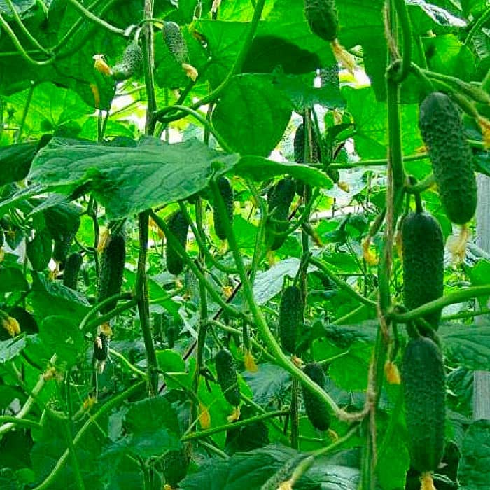 Семена партенокарпического огурца «Меренга F1» 10 семян