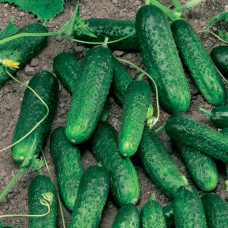 Семена партенокарпического огурца «Маринда F1» 10 семян