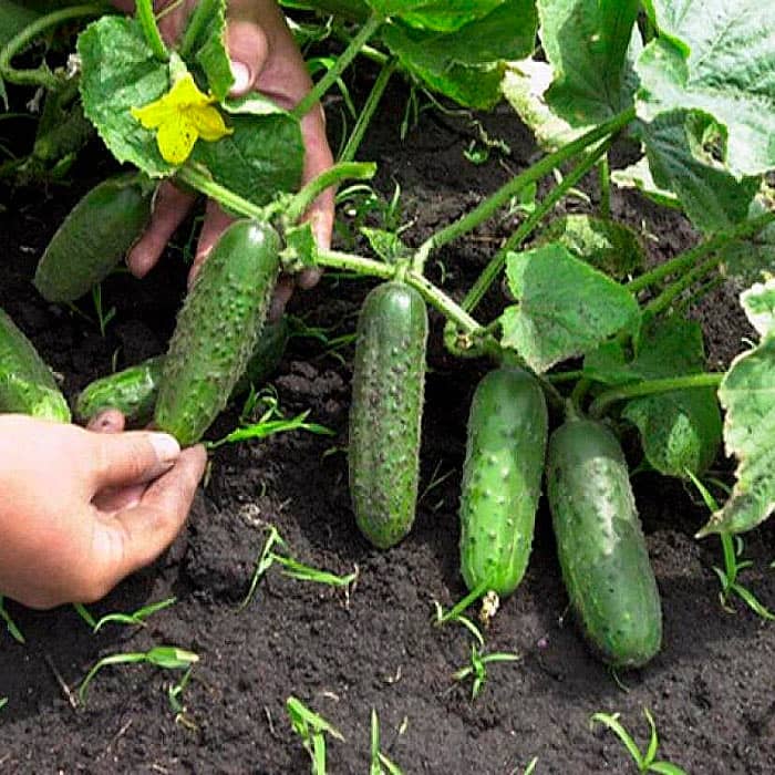 Семена партенокарпического огурца «Маринда F1» 10 семян