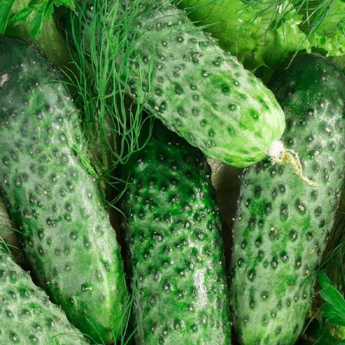 Семена партенокарпического огурца «Маринда F1» 10 семян