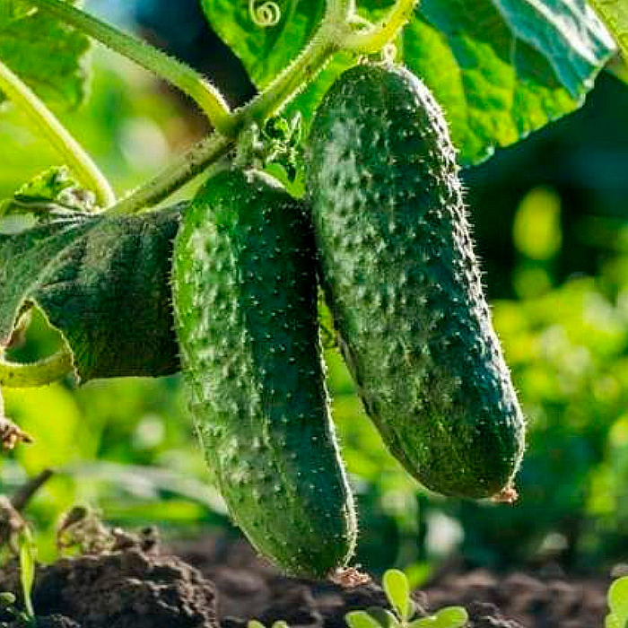 Семена партенокарпического огурца «Секрет фирмы F1» 10 семян