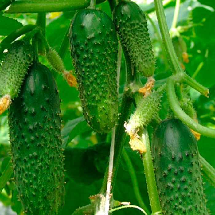 Семена партенокарпического огурца «Секрет фирмы F1» 10 семян