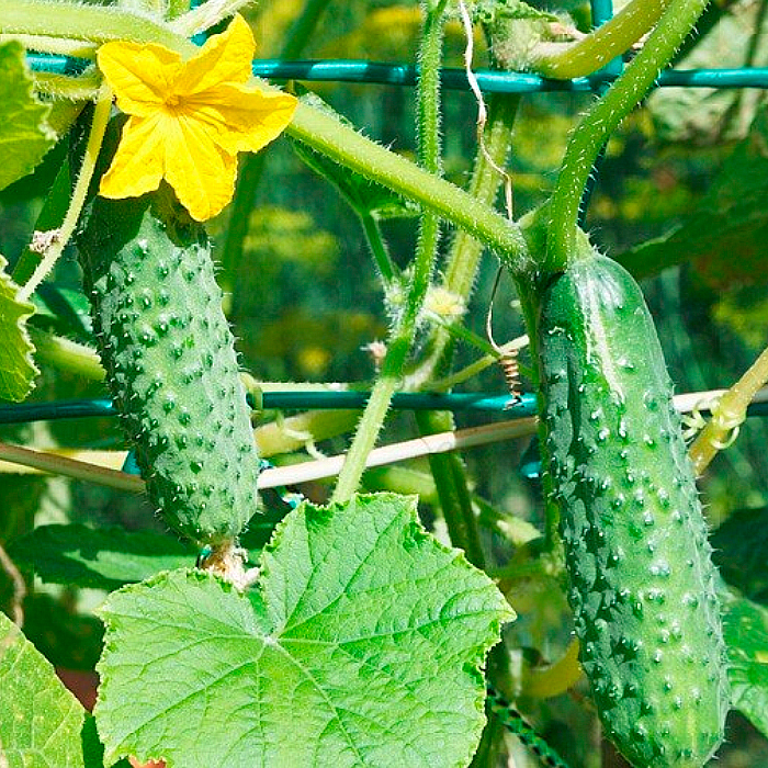 Семена партенокарпического огурца «Секрет фирмы F1» 10 семян