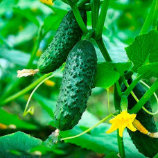 Семена партенокарпического огурца «Весёлая компания F1» 10 семян