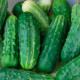 Семена партенокарпического огурца «Весёлая компания F1» 10 семян