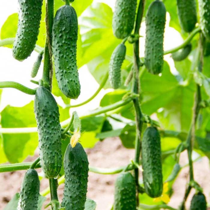 Семена инкрустированного огурца «Везунчик F1» 10 семян