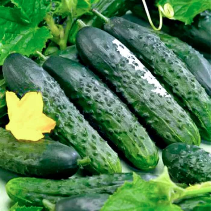 Семена инкрустированного огурца «Везунчик F1» 10 семян