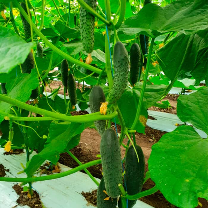 Семена инкрустированного огурца «Везунчик F1» 10 семян