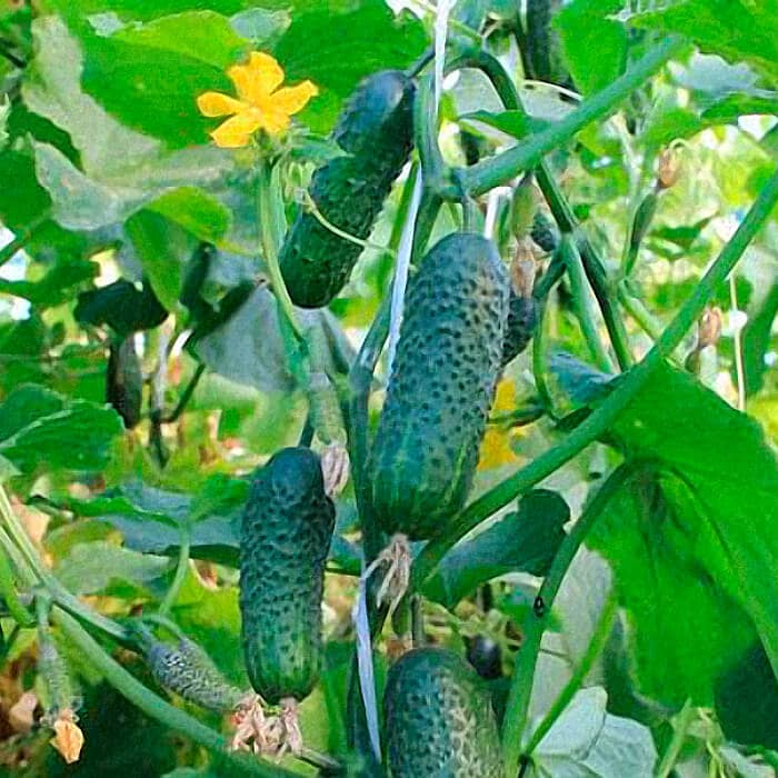 Семена инкрустированного огурца «Везунчик F1» 10 семян