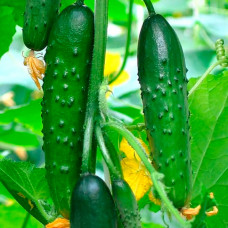 Семена партенокарпического огурца «Зозуля F1» 10 семян