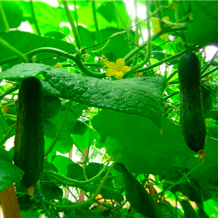 Семена партенокарпического огурца «Зозуля F1» 10 семян