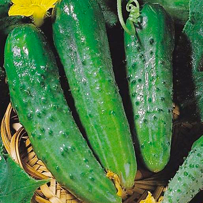 Семена партенокарпического огурца «Зозуля F1» 10 семян