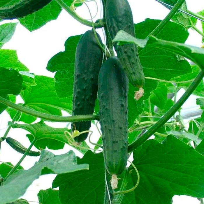 Семена партенокарпического огурца «Зозуля F1» 10 семян