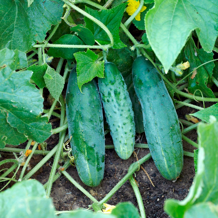 Семена партенокарпического огурца «Зозуля F1» 10 семян