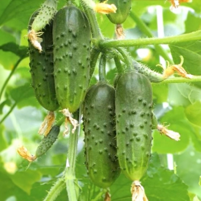Насіння бджолозапильного огірка «Ангур» 10 насінин