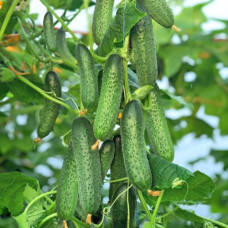 Насіння бджолозапильного огірка «Барштейн » 10 насінин