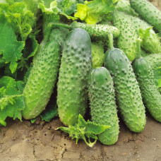 Насіння бджолозапильного огірка «Бордо» 