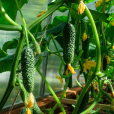 Насіння огірка «Юліан F1»
