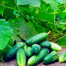 Насіння огірка «Родос F1»