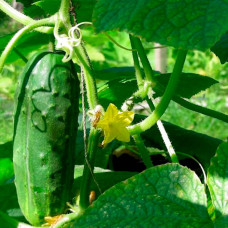 Семена огурца «Круиз F1»