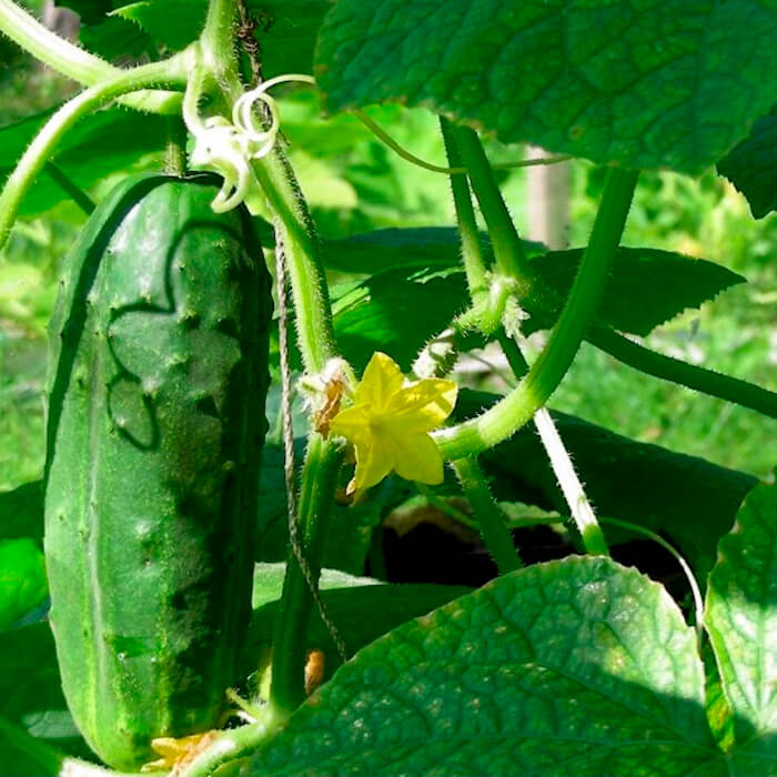 Семена огурца «Круиз F1»