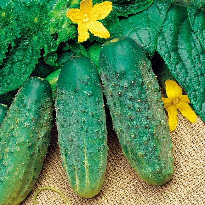 Семена огурца «Круиз F1»