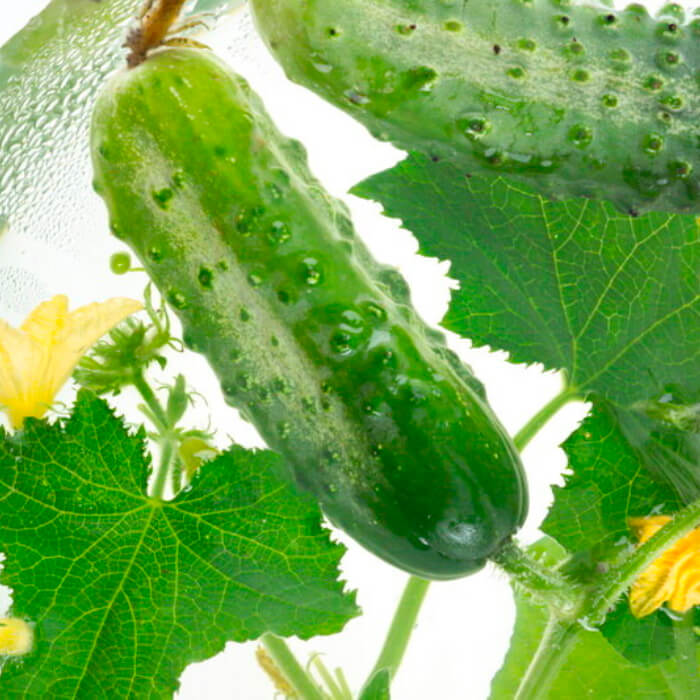 Семена огурца «Круиз F1»