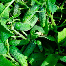 Насіння огірка «Одіс F1»