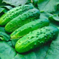Насіння огірка «Трой F1»