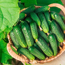 Насіння огірків «Гетьман F1»