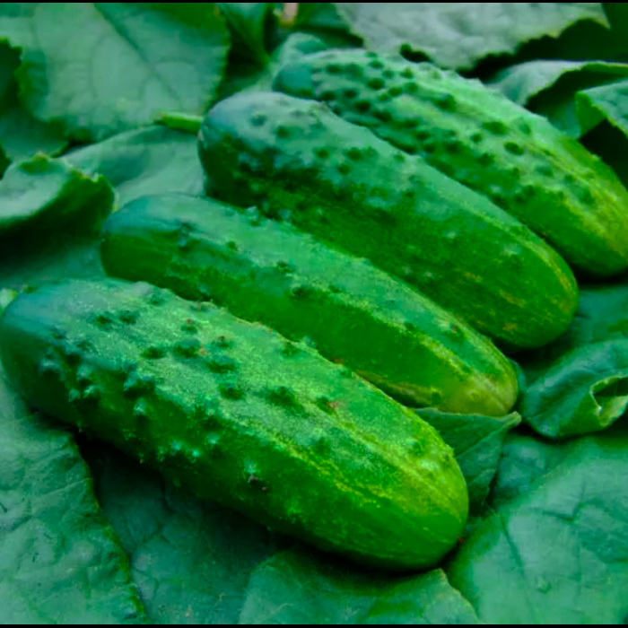 Семена огурца «Степной»