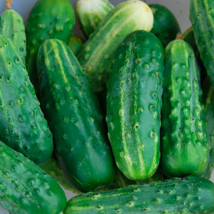 Семена огурца «Степной»