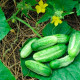 Семена огурца «Степной»