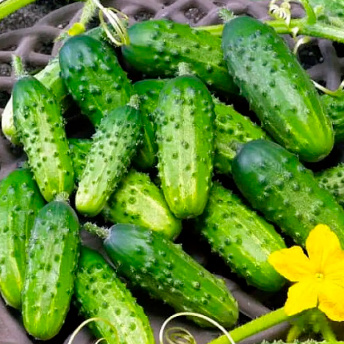 Семена огурца «Степной»