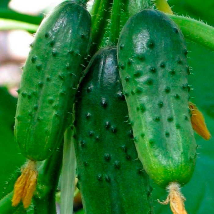 Семена огурца «Степной»