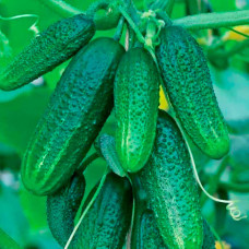 Насіння огірка «Крихiтка Шанхая»