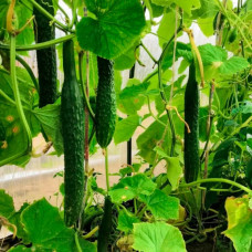 Насіння огірка «Китайськi змiї»