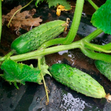 Насіння огірка «Китайський ельф»