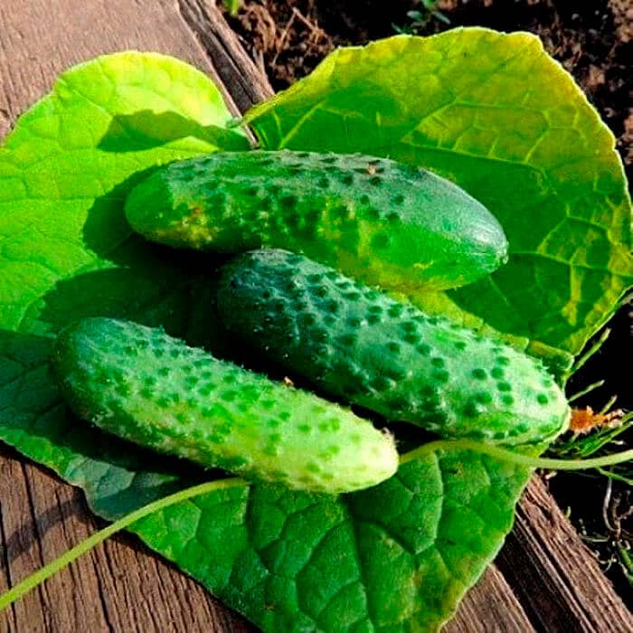 Насіння огірка «Вересень»