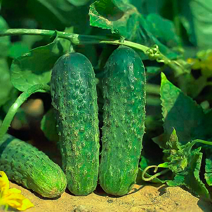 Насіння бджолозапильного огірка «Аякс F1» 10 насінин