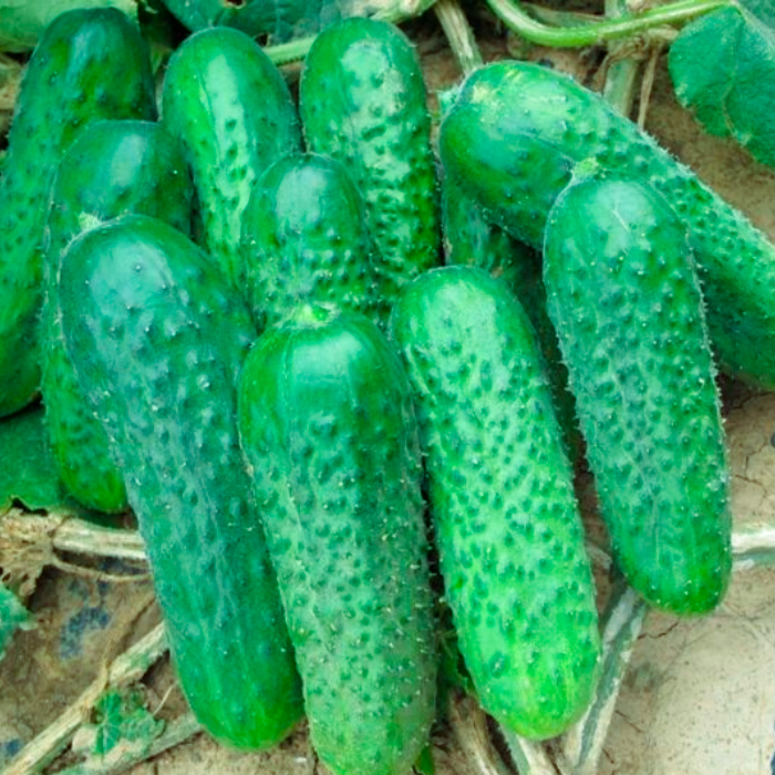 Насіння бджолозапильного огірка «Аякс F1» 10 насінин