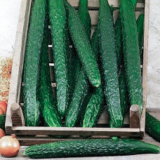 Насіння бджолозапильного огірка «Алігатор F1» 0,5 г